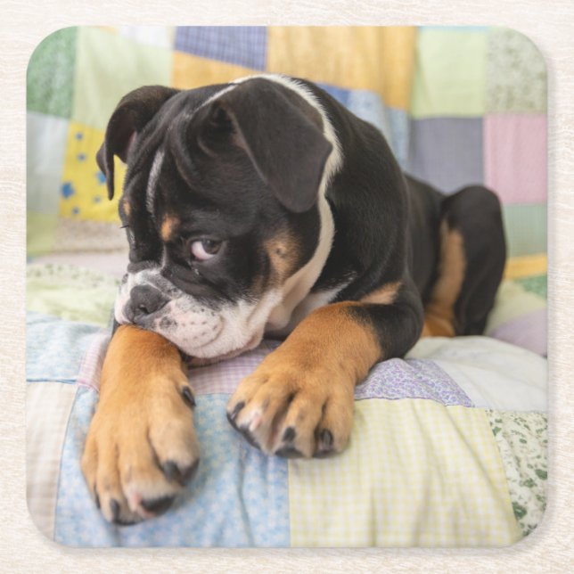 Dessous De Verre Carré Animaux de bébés cutest | Shy Old English Bulldog (Devant)