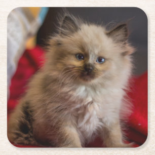 Dessous De Verre Carré Animaux de bébés cutest Siamese Kitten