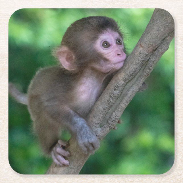 Dessous De Verre Carré Animaux de bébés cutest | Singe bébé (Devant)
