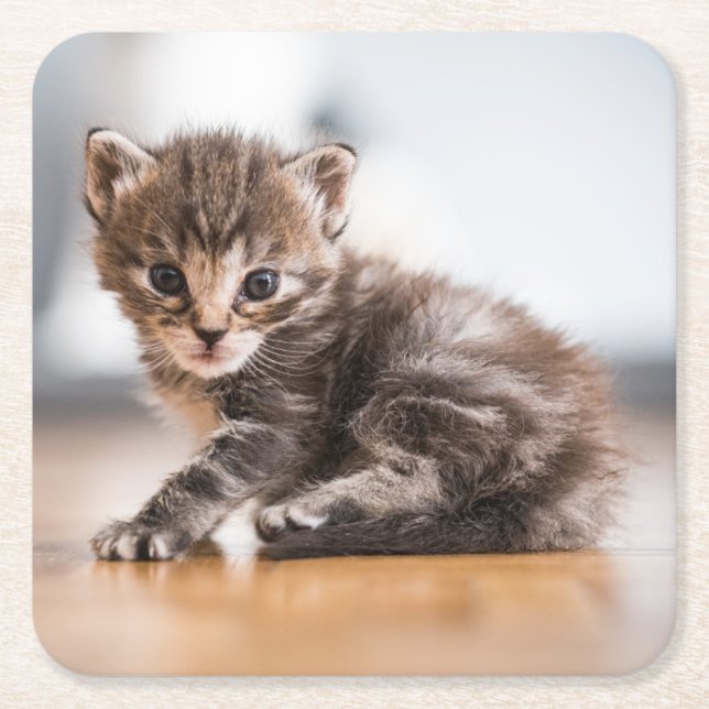 Dessous De Verre Carré Animaux de bébés cutest | Tiny Tabby Kitten (Devant)