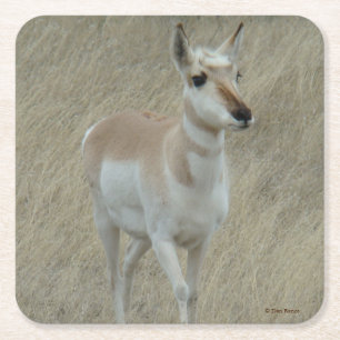 Dessous De Verre Carré Antilope d'Amérique