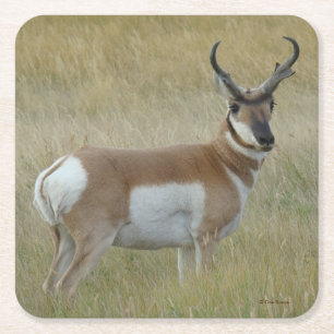 Dessous De Verre Carré Antilope d'Amérique A1 Grand Buck