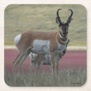 Dessous De Verre Carré Antilope d'Amérique A24