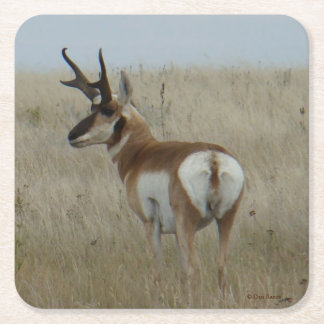Dessous De Verre Carré Antilope d'Amérique mâle