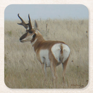 Dessous De Verre Carré Antilope d'Amérique mâle A22