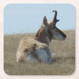 Dessous De Verre Carré Antilope d'Amérique mâle adolescent dormant