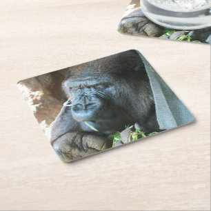 Dessous De Verre Carré Ape hood ~ Japonais Gorilla Manger
