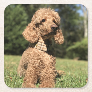 Dessous De Verre Carré Apricot Poodle personnalisable