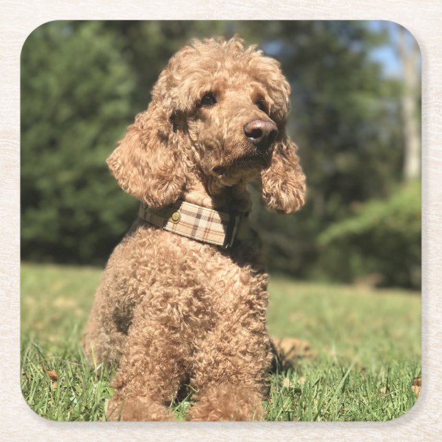 Dessous De Verre Carré Apricot Poodle personnalisable (Devant)