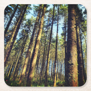 Dessous De Verre Carré Arbres forestiers