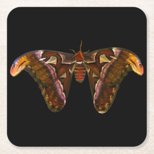 Dessous De Verre Carré Atlas Moth
