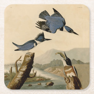 Dessous De Verre Carré Audubon Belted Kingfisher Wildlife Bird