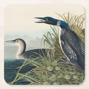 Dessous De Verre Carré Audubon Bird Loon Diver Classic