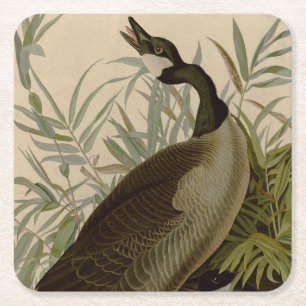 Dessous De Verre Carré Audubon Canada Oies Oiseaux sauvages
