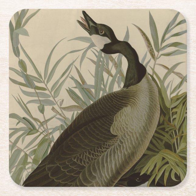 Dessous De Verre Carré Audubon Canada Oies Oiseaux sauvages (Devant)