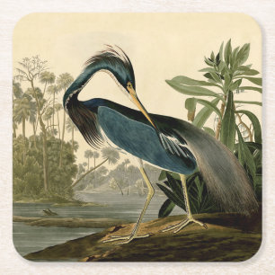 Dessous De Verre Carré Audubon Héron de Louisiane Oiseaux Amérique Art