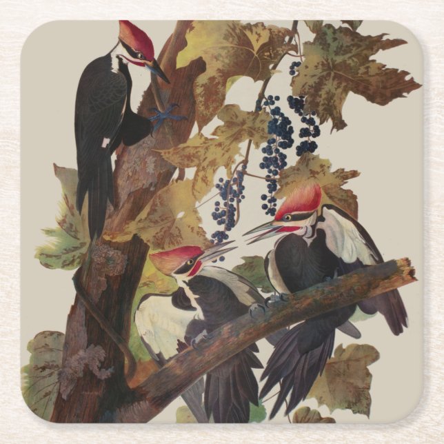 Dessous De Verre Carré Audubon Peinture d'Oiseaux Pic Pilé (Devant)