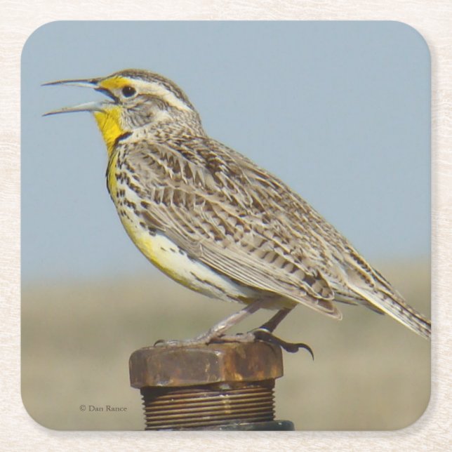 Dessous De Verre Carré B6 Ouest Meadowlark (Devant)