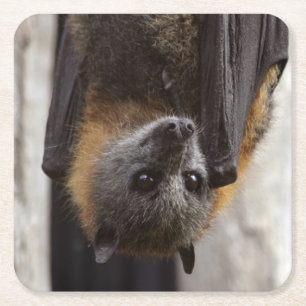 Dessous De Verre Carré Batte australienne