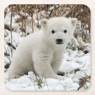 Dessous De Verre Carré Beau Cub Ours Polaire