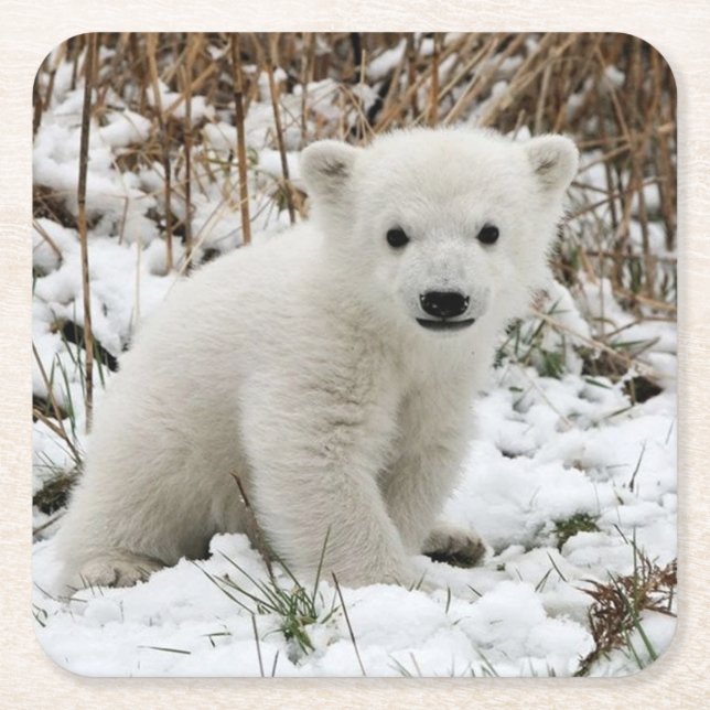 Dessous De Verre Carré Beau Cub Ours Polaire (Devant)