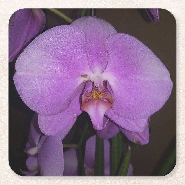 Dessous De Verre Carré Beau Dessous de verre orchidée (Devant)