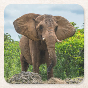 Dessous De Verre Carré Beau éléphant Jouer dans l'herbe