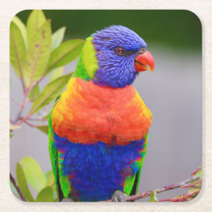 Dessous De Verre Carré Beau et coloré Rainbow Lorikeet Parrot