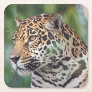 Dessous De Verre Carré Beau Jaguar dans la nature