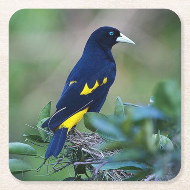 Dessous De Verre Carré Beau Oiseau bleu et jaune (Devant)