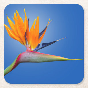 Dessous De Verre Carré Beau Oiseau de Paradise Strelitzia Flower