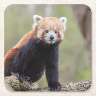 Dessous De Verre Carré Beau Panda rouge sur une branche