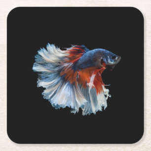 Dessous De Verre Carré Beau poisson Betta Siamese