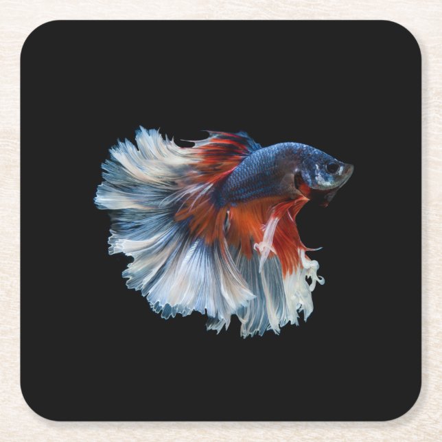 Dessous De Verre Carré Beau poisson Betta Siamese (Devant)