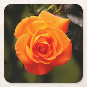 Dessous De Verre Carré Beau Rose orange