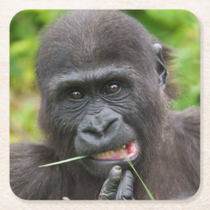 Dessous De Verre Carré Bébé Gorilla Cuteness