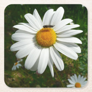 Dessous De Verre Carré Bee on Daisy Alaskan Summer Nature