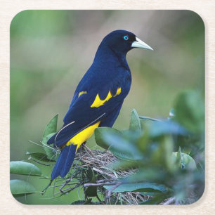 Dessous De Verre Carré Bel Oiseau Bleu et Jaune