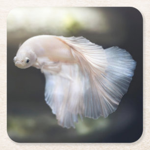 Dessous De Verre Carré Belle Betta blanche Siamese Lutter Poisson