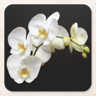 Dessous De Verre Carré Belle Orchidée blanche avec Arrière - plan noir