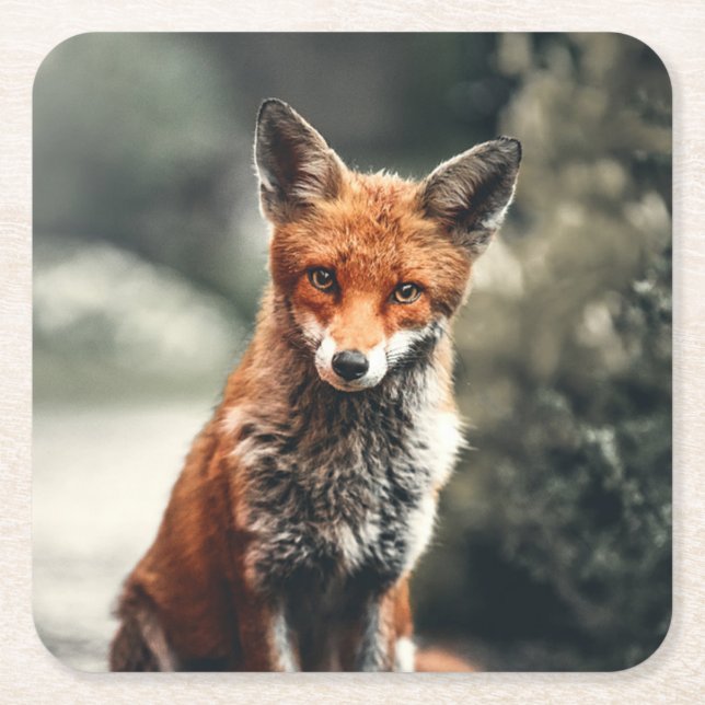Dessous De Verre Carré Belle Renard dans la nature (Devant)