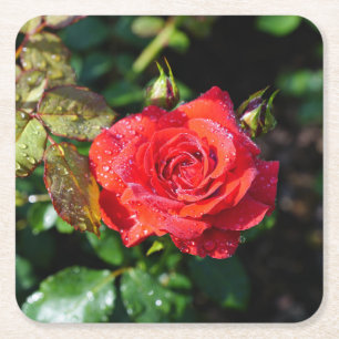 Dessous De Verre Carré Belle Rose Rouge avec Gouttes d'Eau