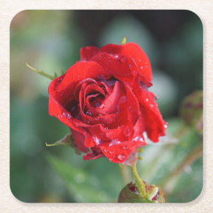 Dessous De Verre Carré Belle Rose Rouge avec Gouttes d'Eau
