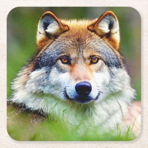 Dessous De Verre Carré Belle tête de loup Peinture