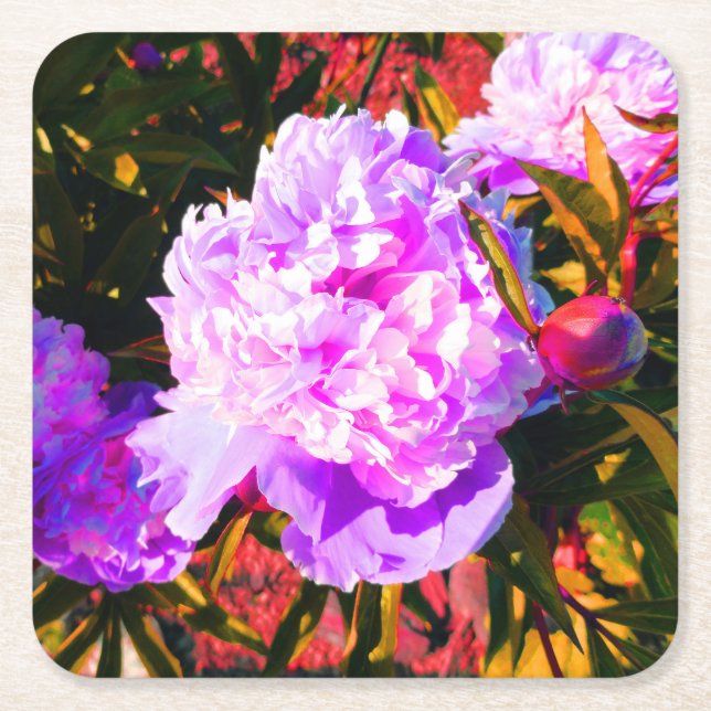 Dessous De Verre Carré Belles pivoines roses (Devant)