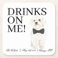 Bichon, Bologne, Havanais, Mariage maltais
