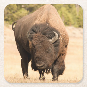 Dessous De Verre Carré Bison