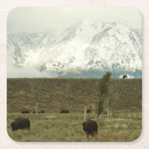 Dessous De Verre Carré Bison à Grand Teton National Park Photographie