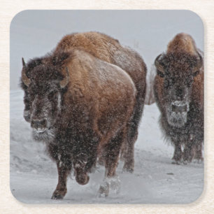 Dessous De Verre Carré Bison de Yellowstone