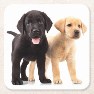 Dessous De Verre Carré Black Lab Yellow Labrador Retriever Puppy Doing